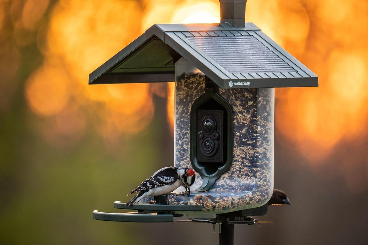 Bird Feeder with Camera with AI Identify Birds Species Solar Panel, Smart Bird House with Cam, 2K Live View, Instant Arrival Alerts, Dual Feeder, Includes Pole Stand
