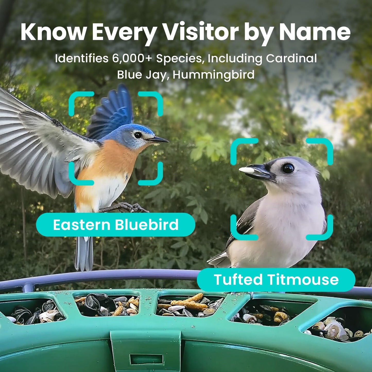 Birdfy 2 Smart Bird Feeder with Camera, AI Identifies Bird Species, Dual-Lens 2K Camera for Live Streaming & Close-Up Photos, Solar-Powered Backyard Birdwatching Gift