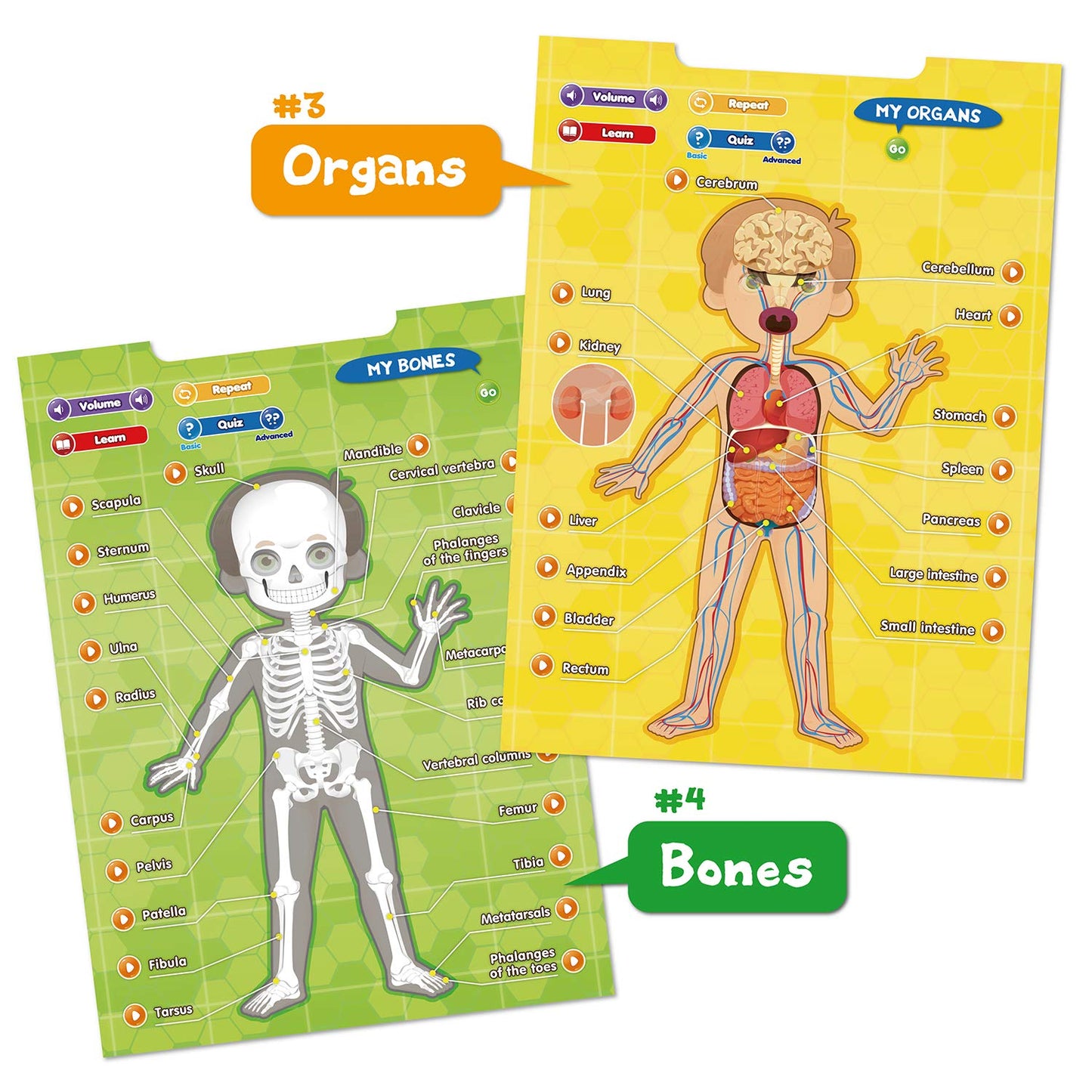 BEST LEARNING i-Poster My Body – Interactive Educational Human Anatomy Talking Toy for Kids Ages 5-12 to Learn Body Parts, Organs, Muscles and Bones Through Fun Sound and Quiz Modes