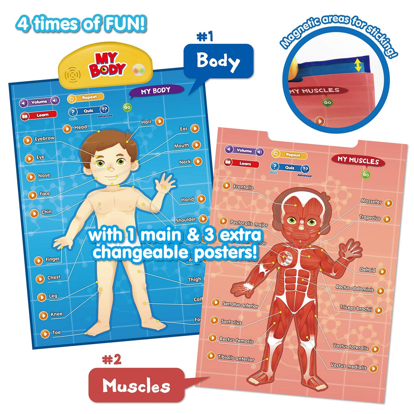 BEST LEARNING i-Poster My Body – Interactive Educational Human Anatomy Talking Toy for Kids Ages 5-12 to Learn Body Parts, Organs, Muscles and Bones Through Fun Sound and Quiz Modes